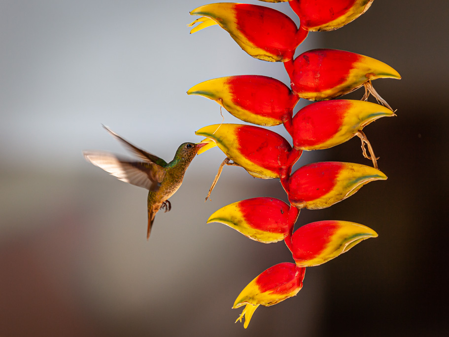 Waldhaus Eden – Kolibri an einer Bananitablüte