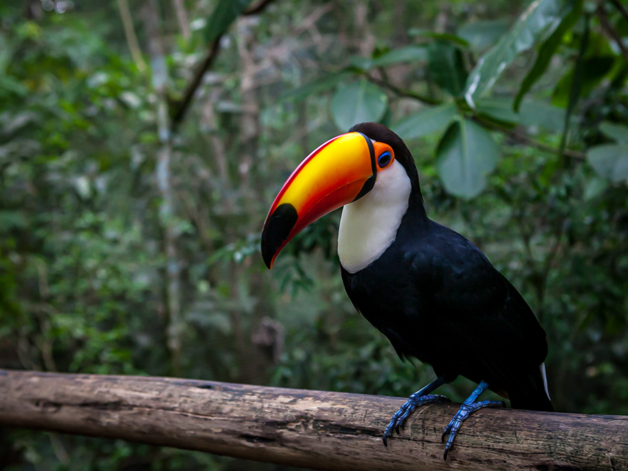 Iguazú-Wasserfälle - Argentinische Seite Tucan