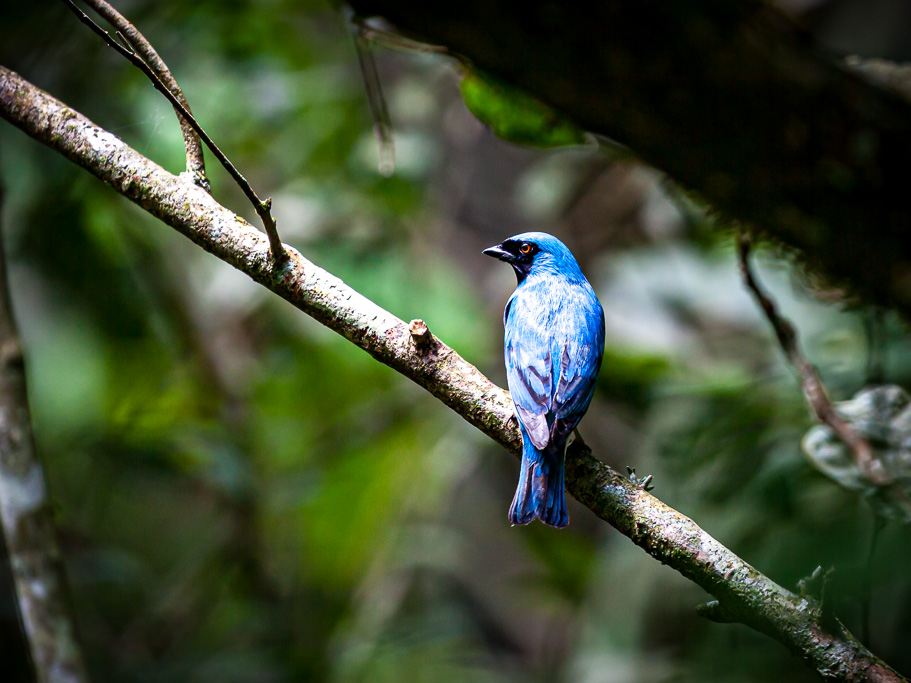Iguazú-Wasserfälle - Argentinische Seite blauer Vogel