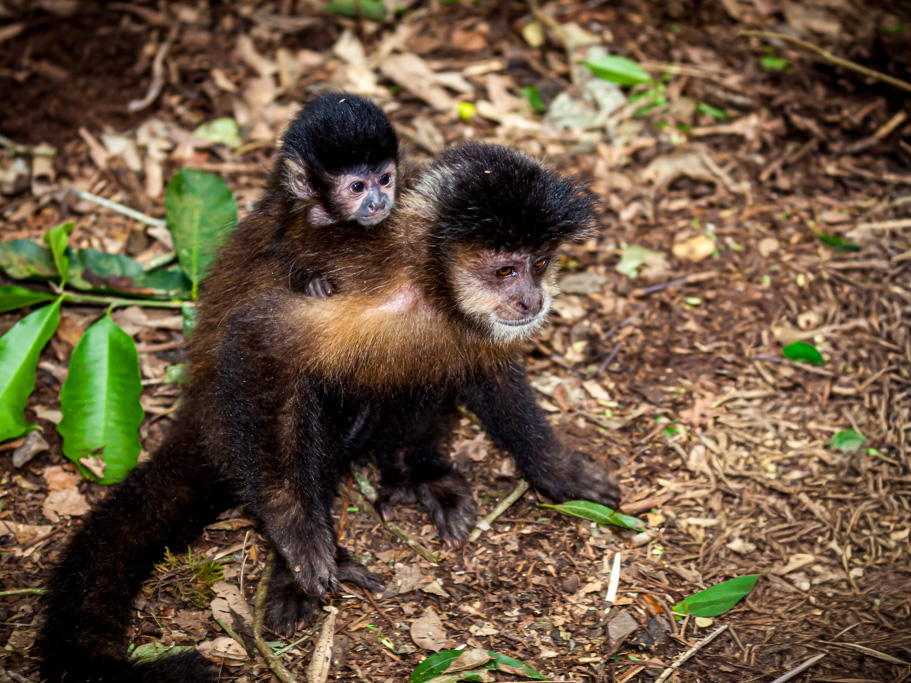 Iguazú-Wasserfälle - Argentinische Seite Äffchen mit Baby